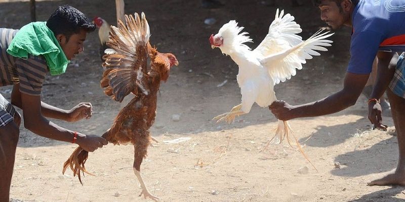Nhiều loại hình đá gà lôi cuốn người chơi 