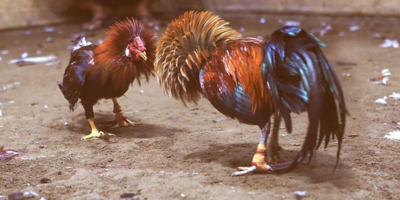 Ưu điểm nổi bật vượt trội khi chơi đá gà 