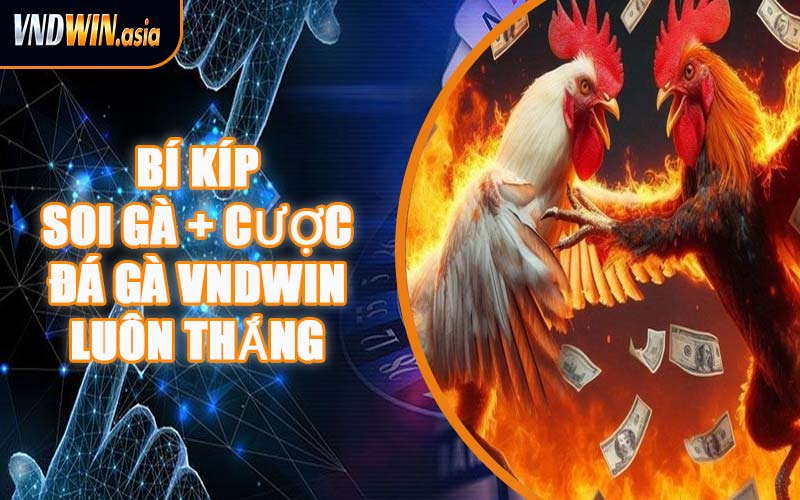 Bí Kíp Soi Gà + Cược Đá Gà VNDWIN Luôn Thắng