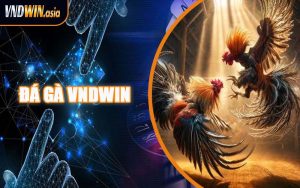Đá Gà VNDWIN