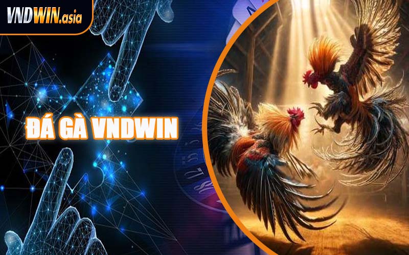 Đá Gà VNDWIN