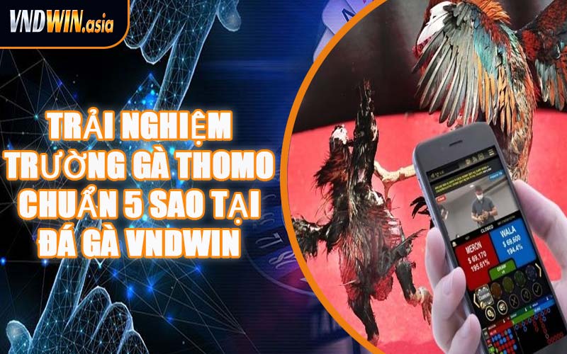 Trải Nghiệm Trường Gà Thomo Chuẩn 5 Sao Tại Đá Gà VNDWIN